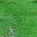DSC00334_1