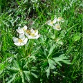 DSC00350_1