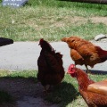 DSC00416_3