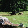 DSC00420_1